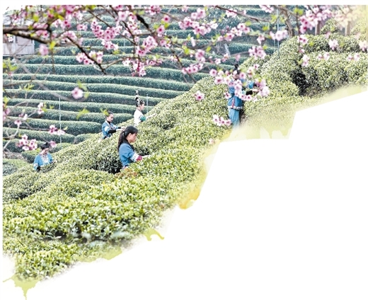 乡村振兴产业茶园,三江县万亩茶园