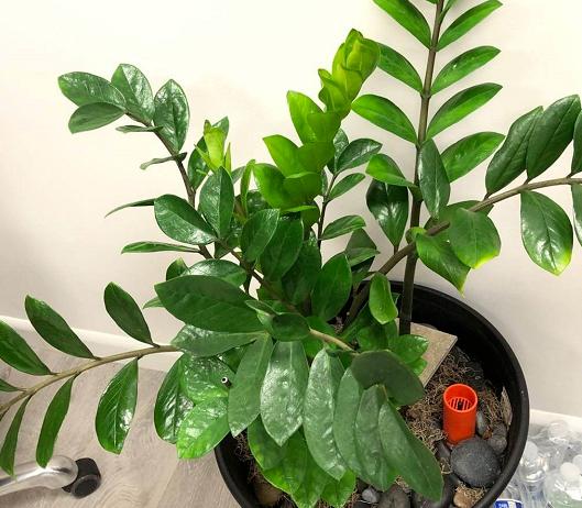 养金钱树做好5点，植株不停窜新芽，金钱叶一串串，油绿又繁茂