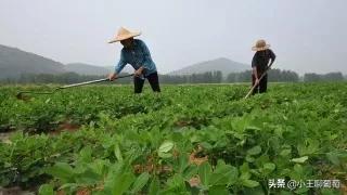 磷酸二氢钾假货是肥效不够吗,假的磷酸二氢钾纯度99和98的区别