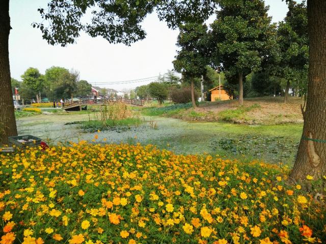 莲花岛一日游的心情感悟,阳澄湖莲花岛邂逅小院