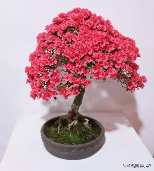 吸甲醛的绿植排名表,吸甲醛能力最强的绿植