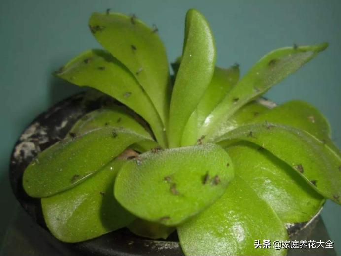 养花土有小黑飞有什么好办法去除,养花小黑飞