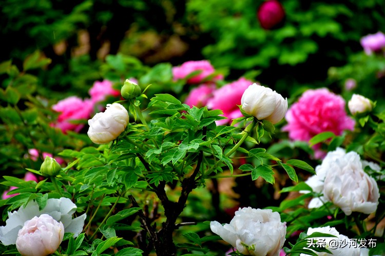 邢台看牡丹最佳地方,邢台牡丹基地在哪里