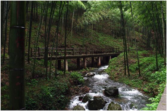 绵绵细雨江南雨,绵绵春雨雨中赏花