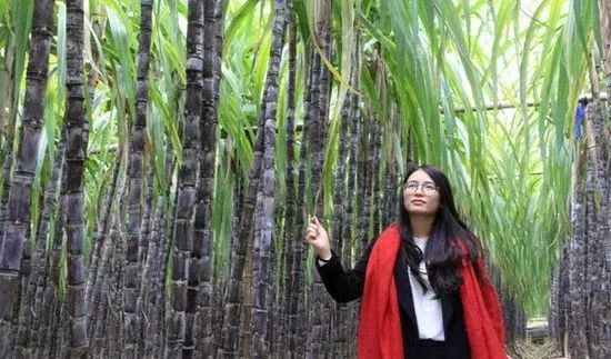 种植甘蔗遇到的问题,掌握种植技术也是一门学问