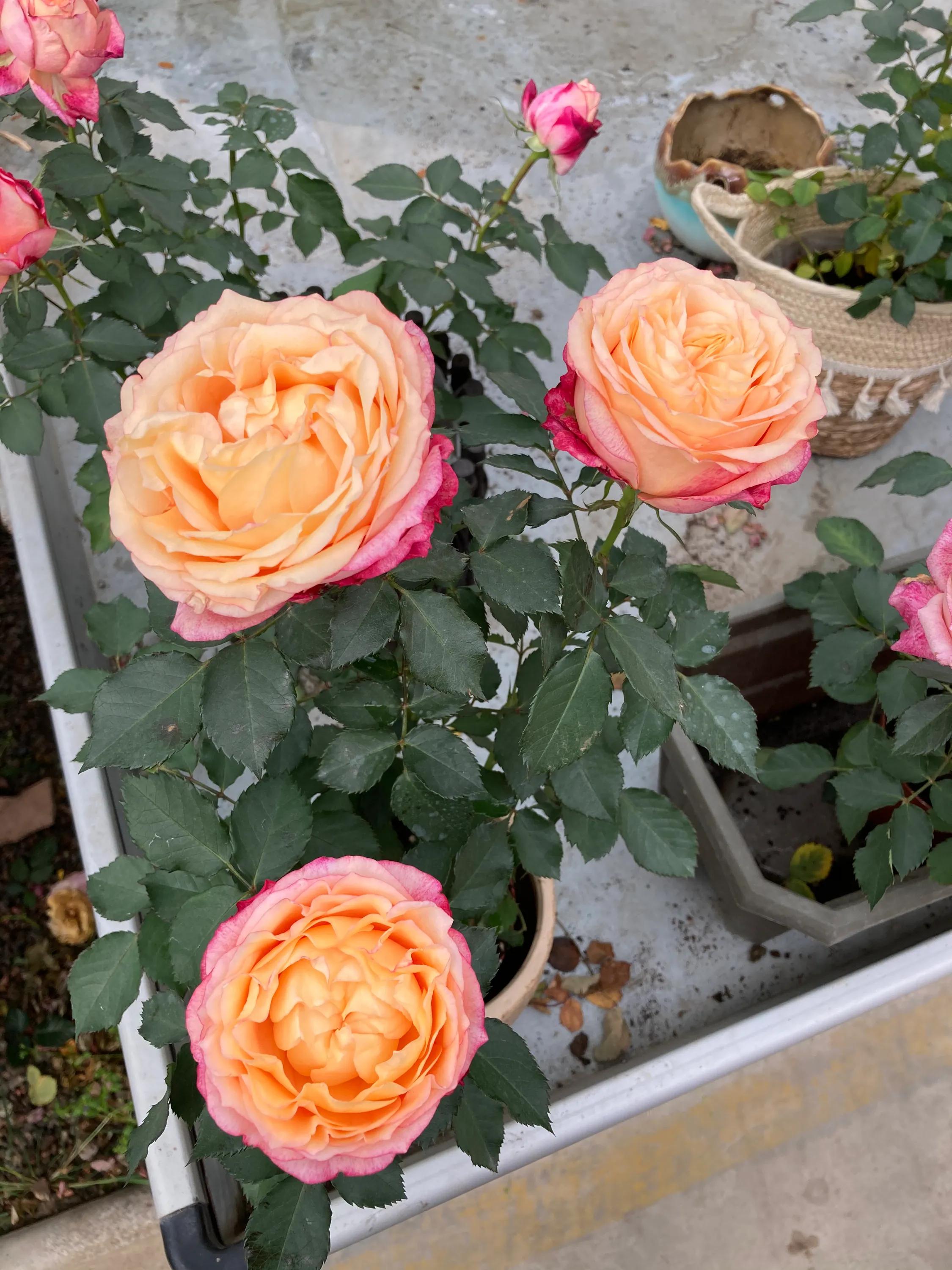 沈阳大东北花卉批发市场地址,沈阳大北花卉市场