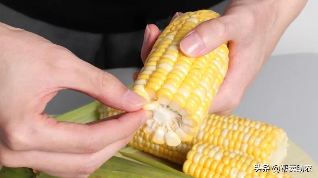 来自东北黑土地的甜糯玉米,云南水果玉米新鲜香甜多汁