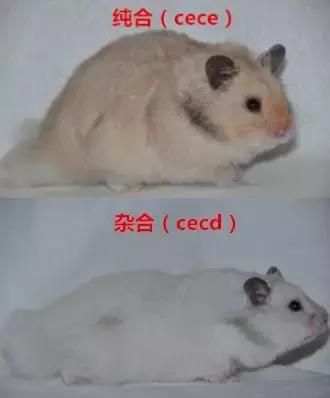 仓鼠种类大仓鼠,仓鼠的详细资料仓鼠的种类