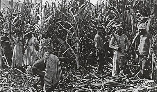 如何鉴赏朗姆酒,朗姆酒基本工艺