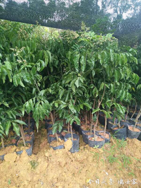 黄皮果种植技术早熟,三年黄皮树能结几斤果