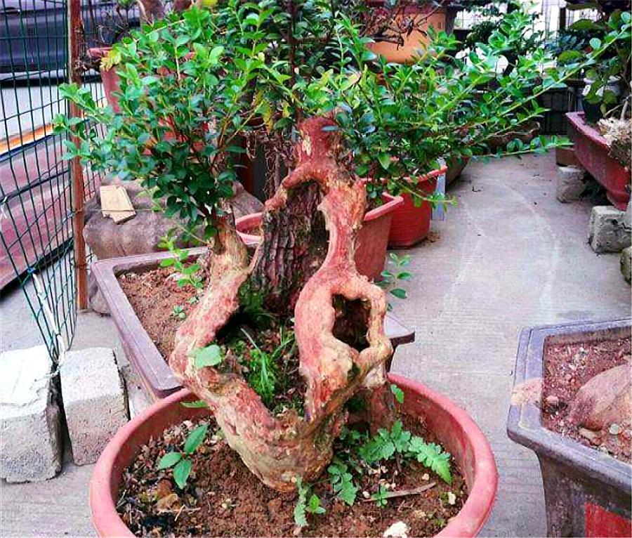 黄杨出现烂根后停止浇水会恢复吗,黄杨盆景如何提根增粗