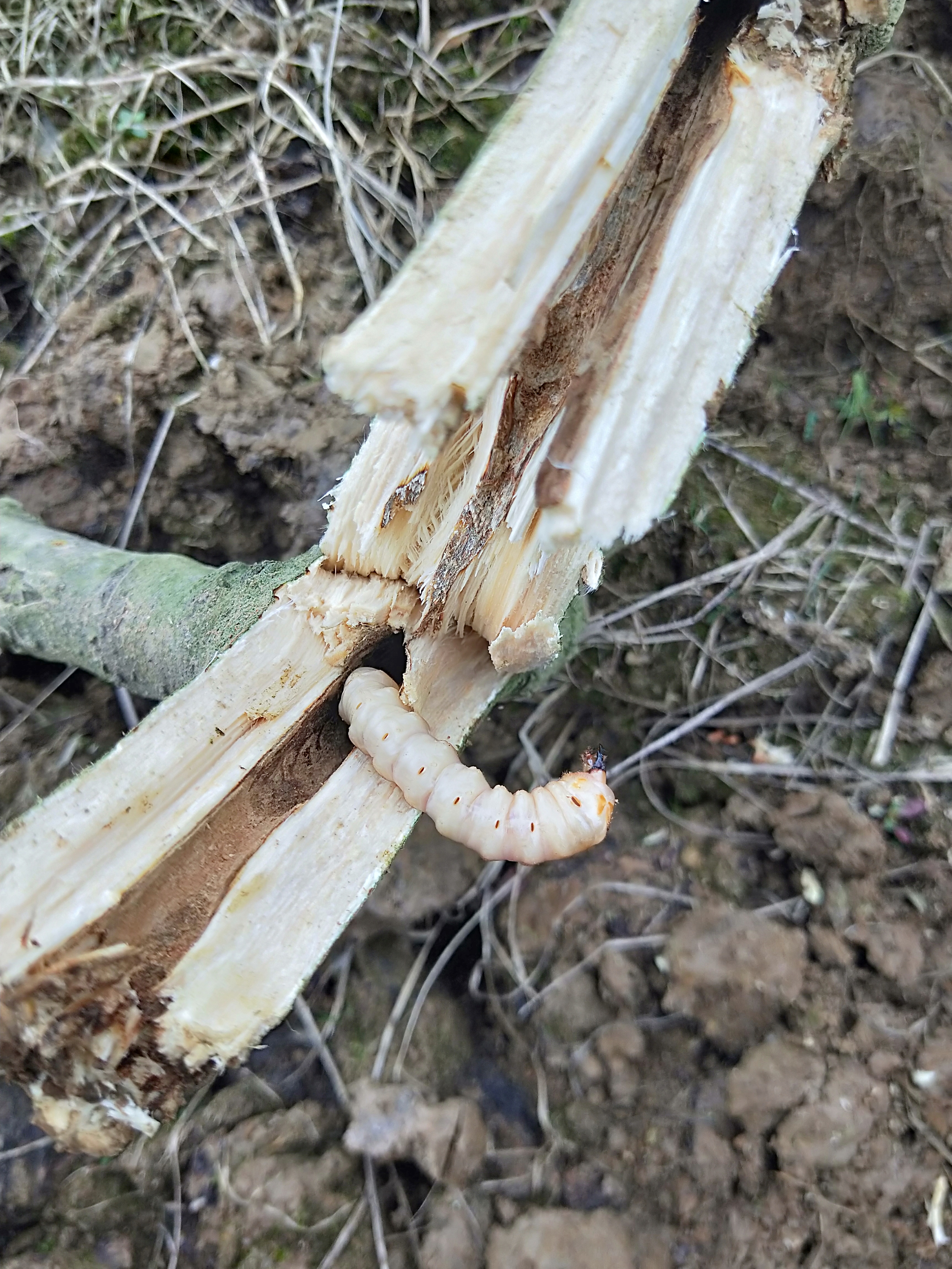 天牛幼虫在无花果树里面活多久,无花果上的天牛是几月份会有的