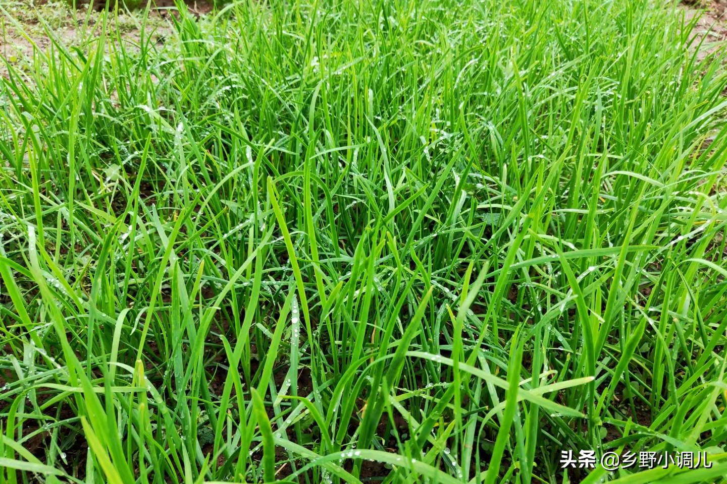 韭菜割完怎么管理,韭菜割了以后怎么管理