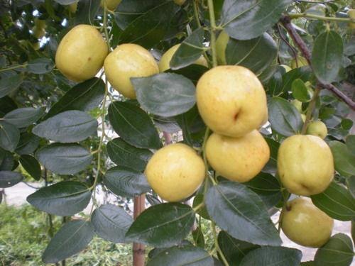 哪种水果有降血压的功效蚂蚁庄园,什么水果干果降血压效果最好最快