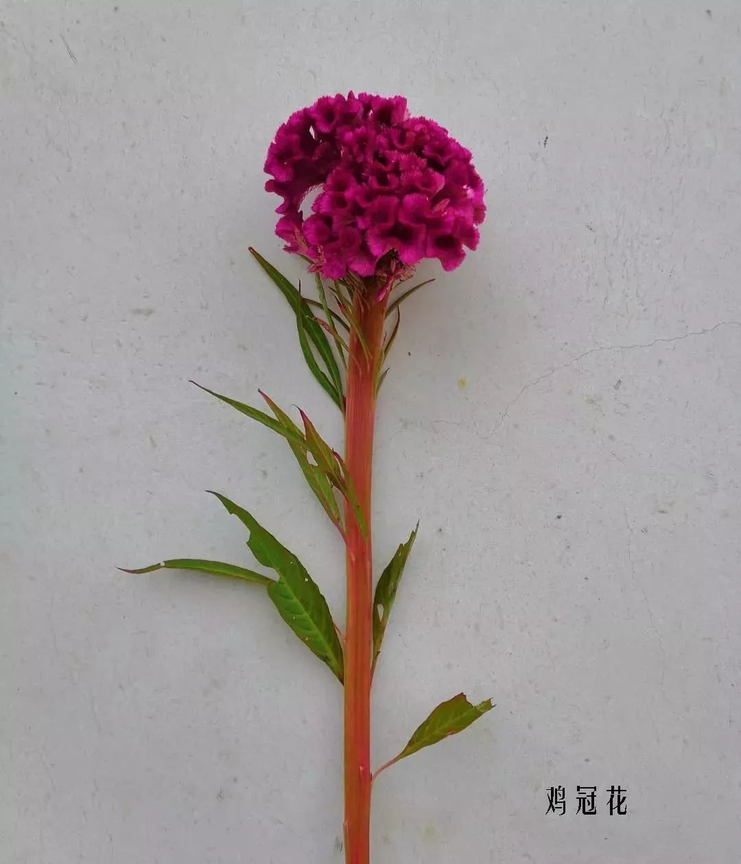 花店里同款的两种不同价格的花材,花店最容易被顾客误解的几种花材