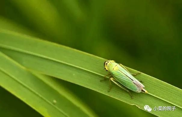 不如吃茶去林清玄读后感,不如吃茶去林清玄朗诵合拍