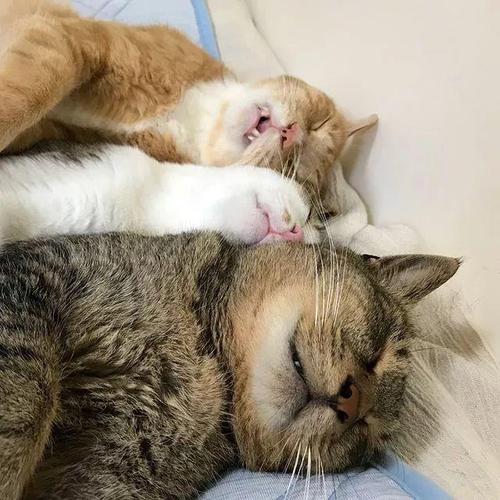 铲屎官做到这7点猫咪越养越干净,猫咪的健康是铲屎官最担心的事