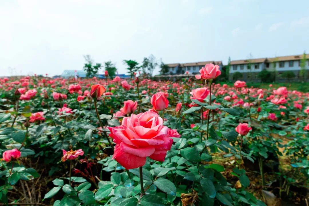 成都环城生态公园攻略,双流值得去的公园