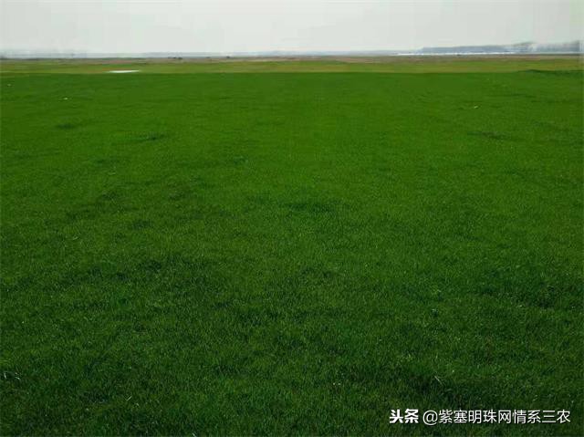 紫塞明珠,紫塞明珠苗木基地在哪里