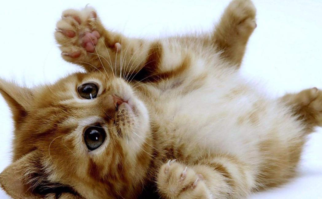 家里不适合养猫了怎么办,家里人不让养猫了但我又舍不得