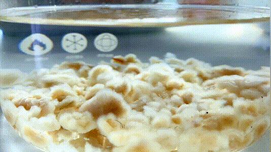 150元买一斤雪蛤,雪蛤20克整只