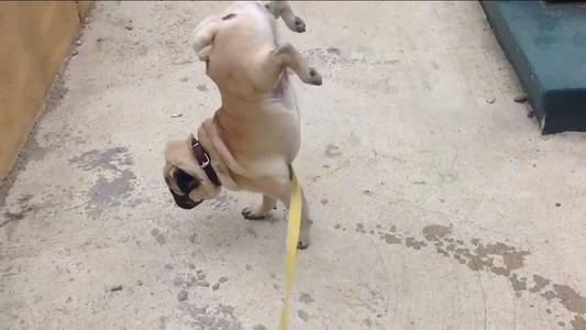 如果你有一只巴哥犬,那么不妨看看这篇文章,或许会收获许多