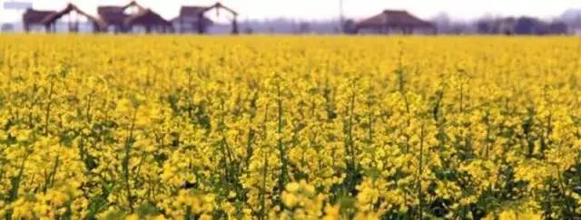 这才是上海最好的牛肉面,近期上海最牛的区