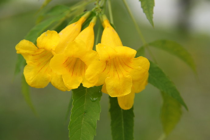 盘点世界各国国花你最喜欢哪种,盘点各国国花