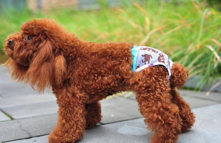 怎么改掉母泰迪做流氓动作,泰迪耍流氓的原因分析