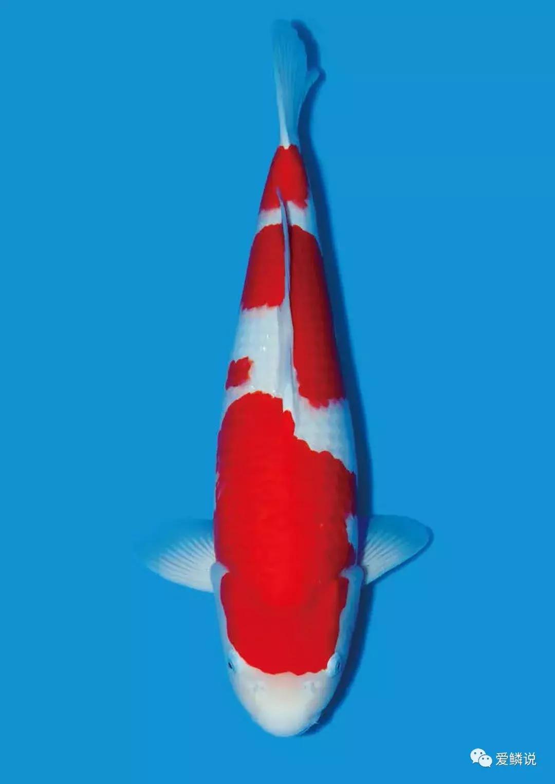 锦鲤喂食视频,锦鲤怎么能上手喂食