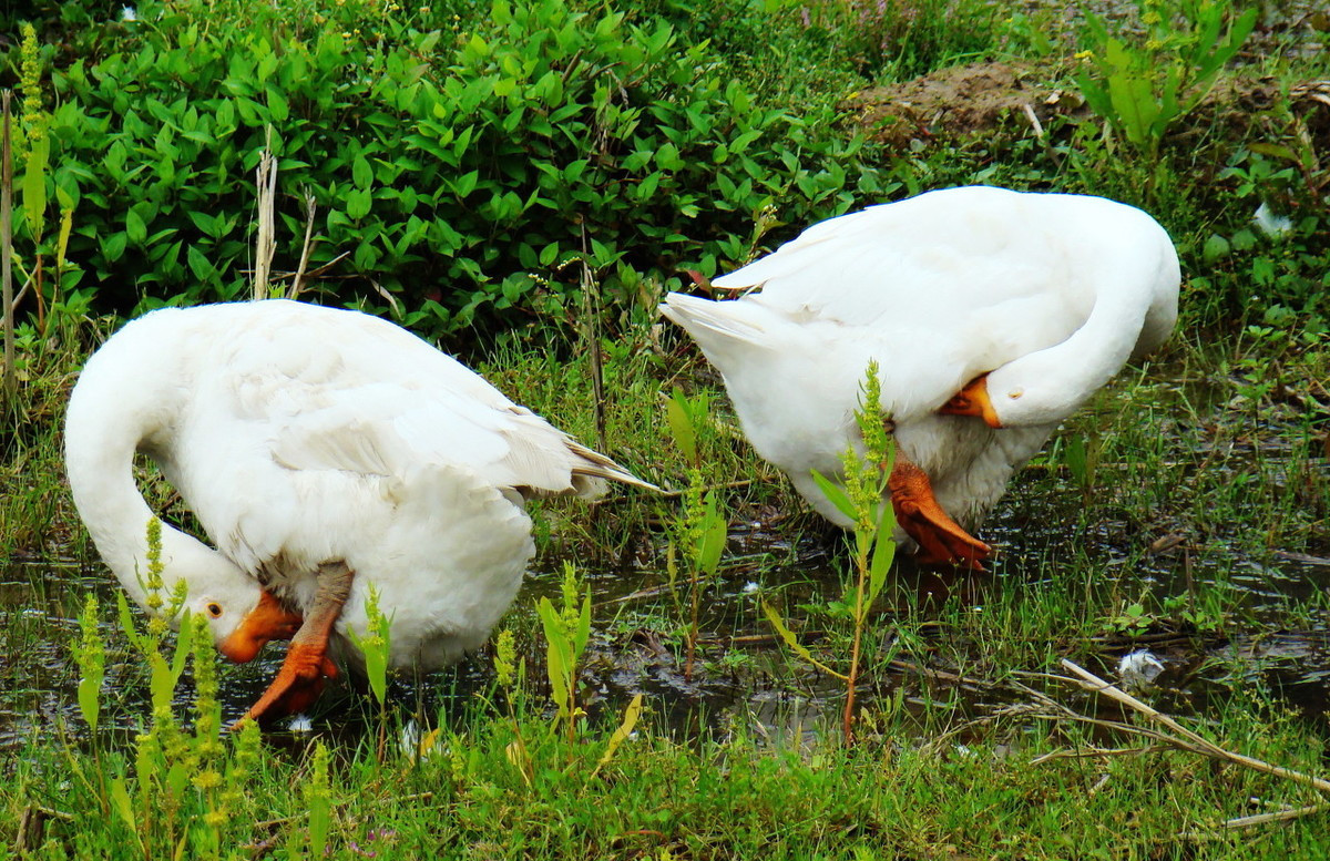 蛇碰到鹅粪后身体会溃烂,鹅粪对蛇有什么危害
