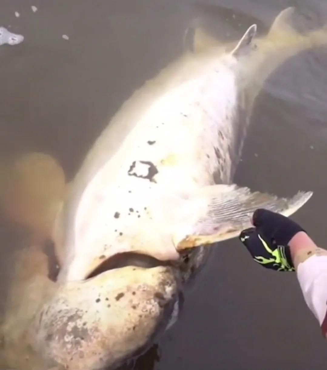 黑龙江大鳇鱼多少年能长千斤重,最大的鳇鱼多少斤