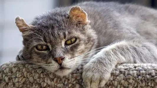 猫咪的天线有什么区别 (猫咪可以自带天线吗)