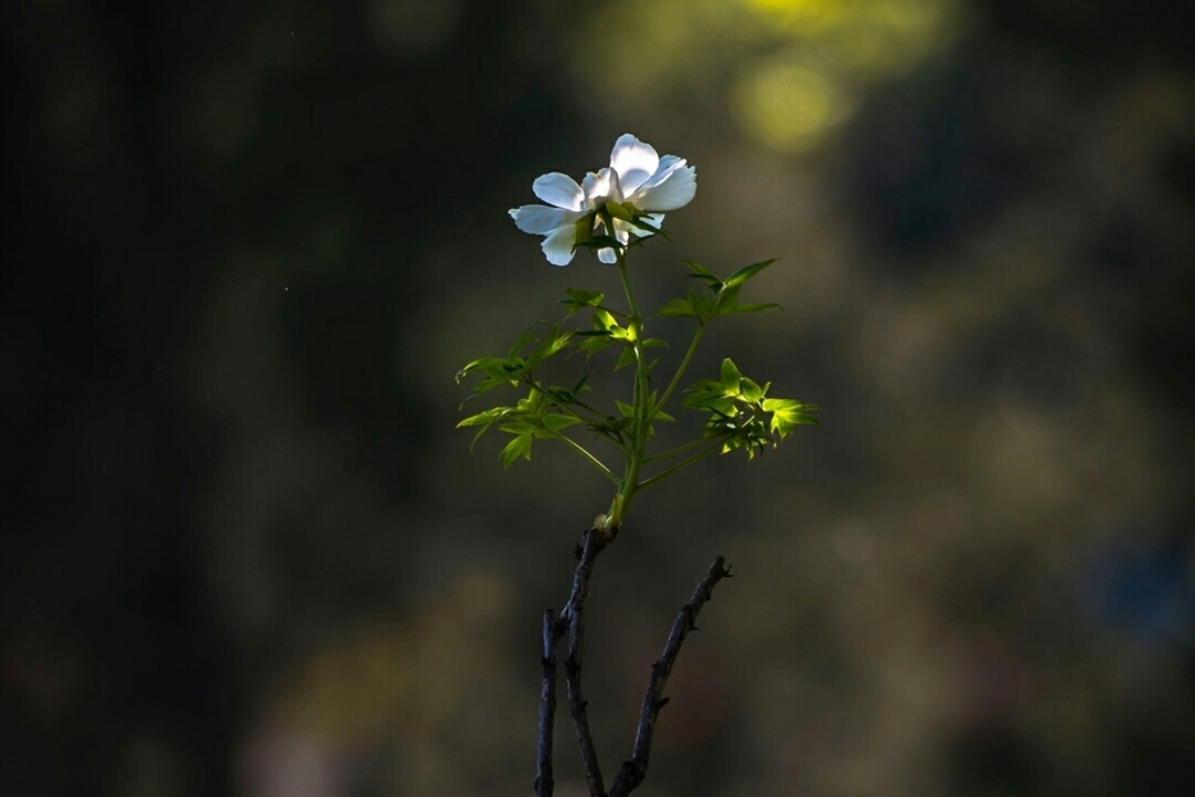 “自大是失败的前兆”：了解自负的4个源头，并非不能克服