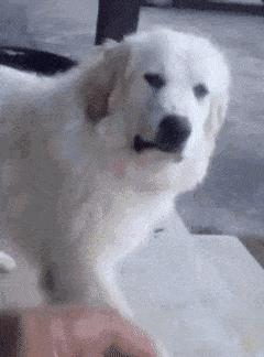 东哥的鬼片,东哥的电脑