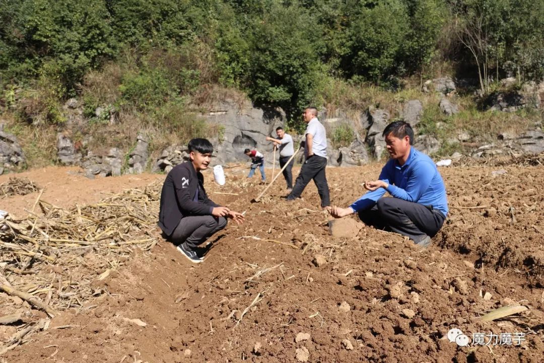 地膜种植魔芋的大忌,种植魔芋的方法与技术