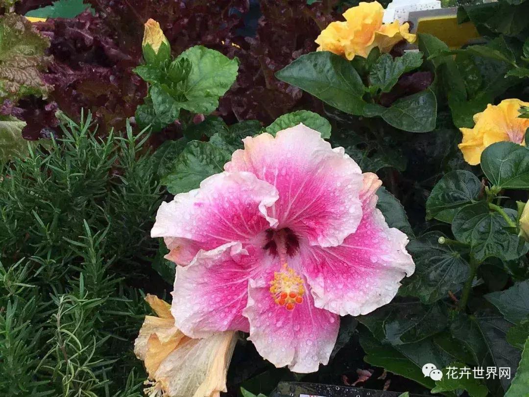 香港花卉艺术展,共赴盛会活动