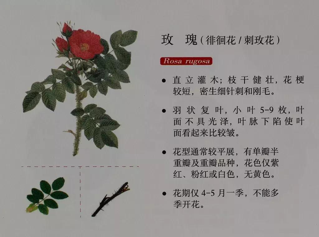 玫瑰和月季和蔷薇的区别图解,月季玫瑰蔷薇芍药牡丹的区别