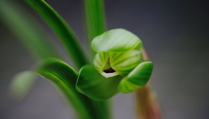 每日一品～中国兰花～春兰茗品～美芬荷