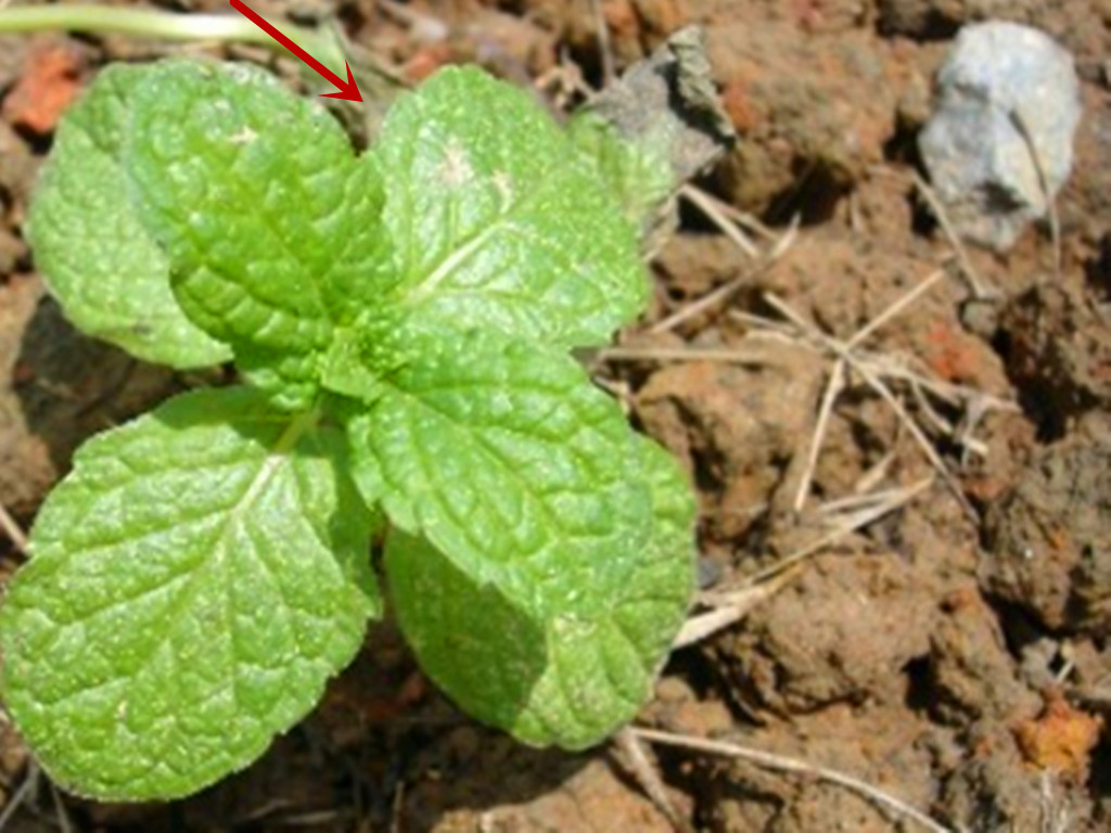薄荷适宜什么方法繁殖,薄荷栽培和繁殖方法有哪些