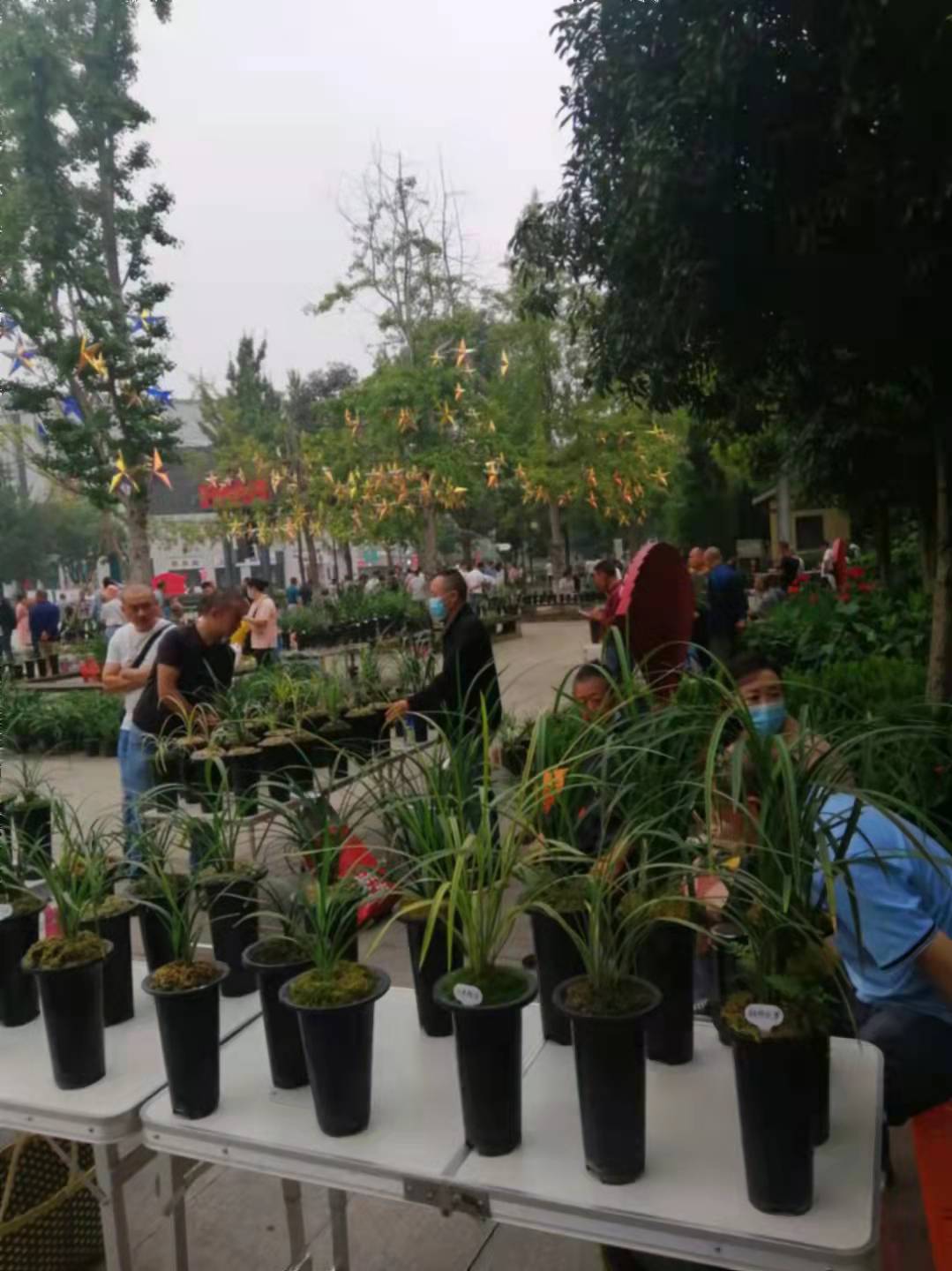 2004年，他偷偷将建房款用于投资天价兰花，老婆知晓后和他离婚