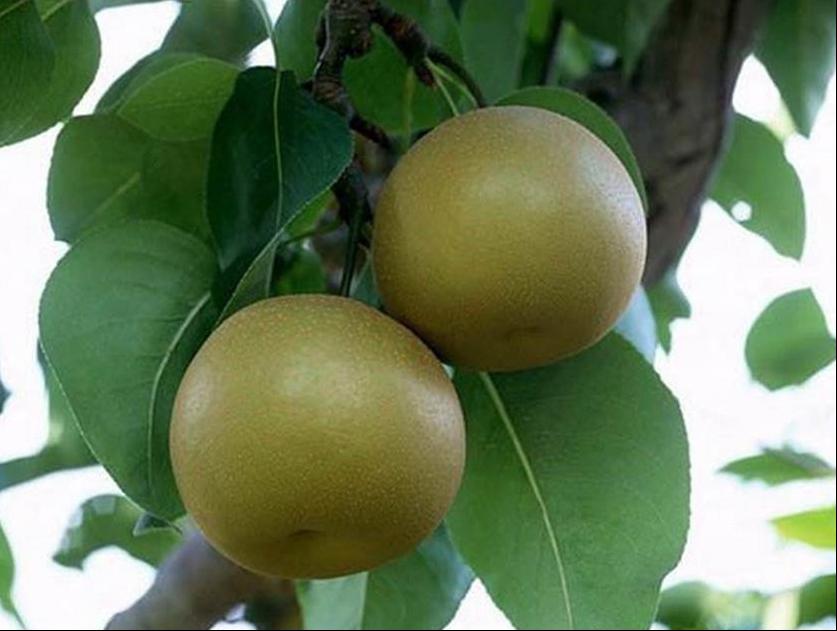 百种味道的果子,四季百种果子图片