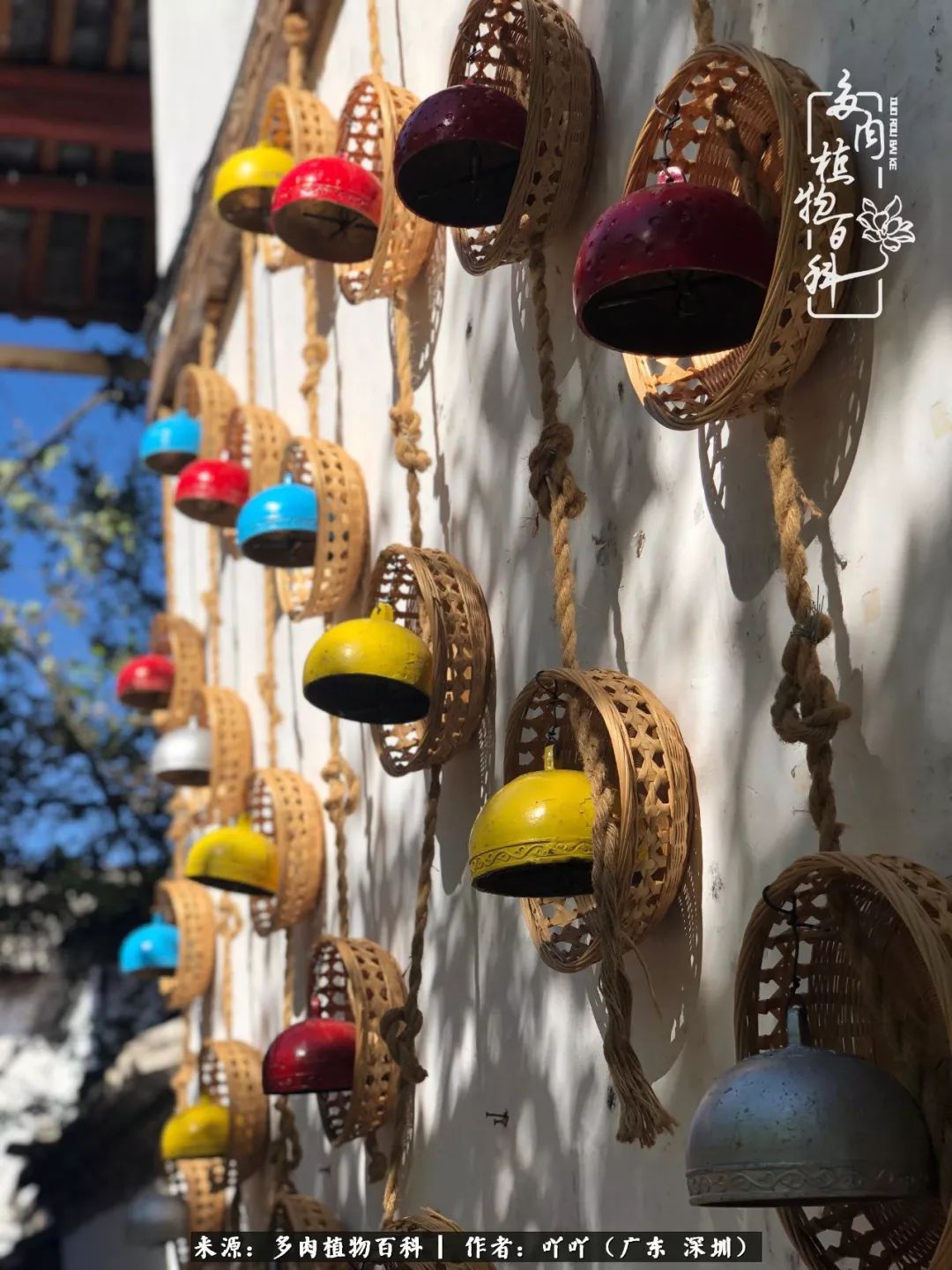 涓冨僵浜戝崡澶氳倝,浜戝崡澶氳倝涔嬫梾