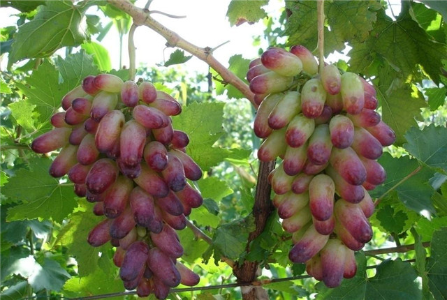 牛奶葡萄种植方法,马奶葡萄种植几年结果
