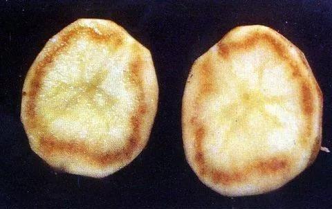 马铃薯的地下害虫有哪些,马铃薯种植技术及病虫害防治