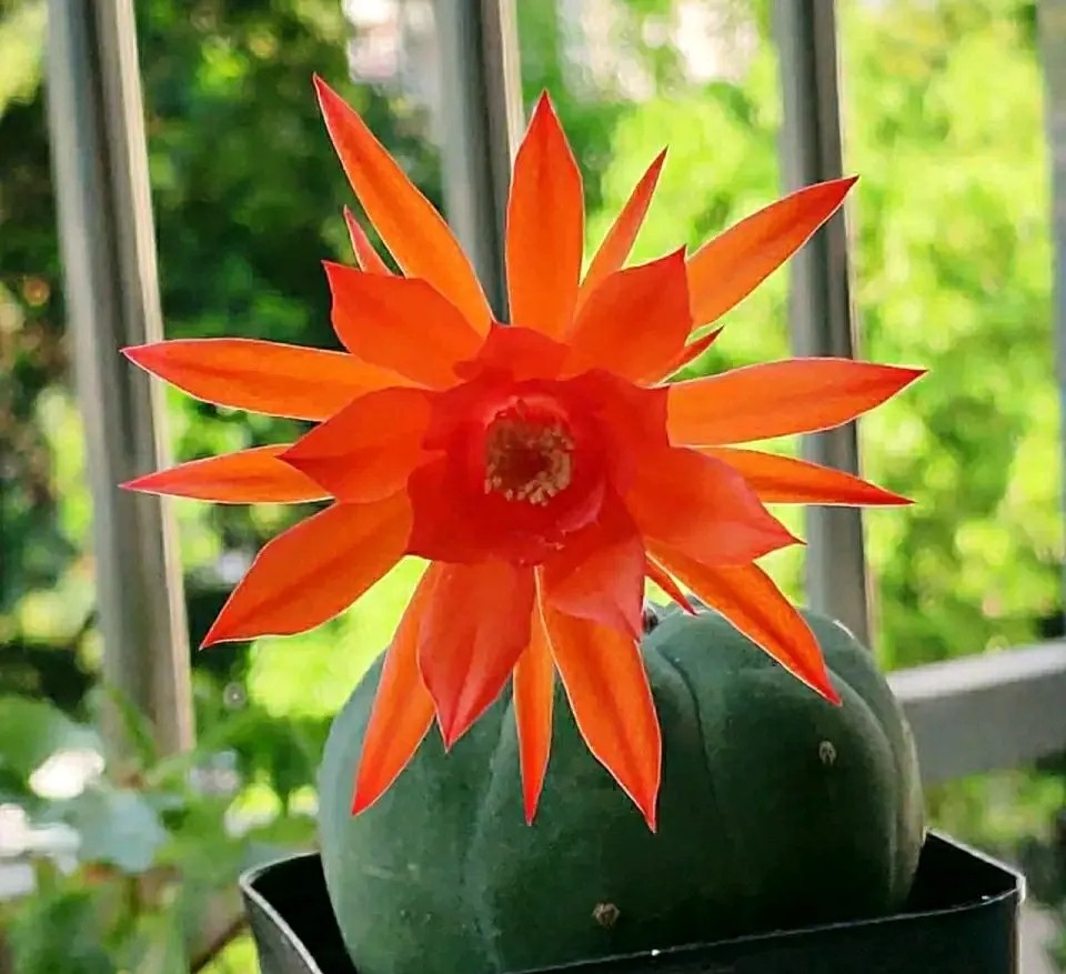 太极莲仙人球,狂莲仙人球