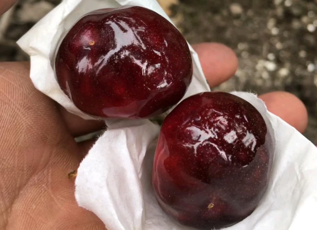 大樱桃裂果病防治,大樱桃树裂果怎么治