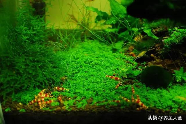 虾爆缸怎么办,极火虾怎么快速爆缸