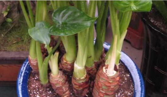 滴水观音烂根处理方法图解,滴水观音烂根了要怎么处理