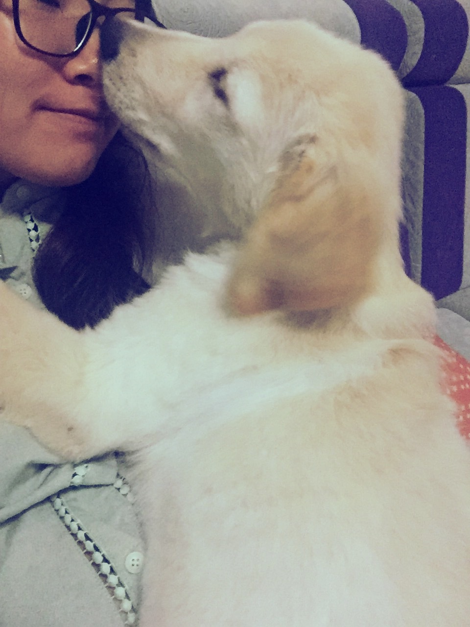 铲屎官用5年的踩雷经验来告诉你，初次养狗要注意的十个问题